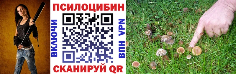 Купить закладки  Кудрово  Псилоцибиновые грибы мицелий 